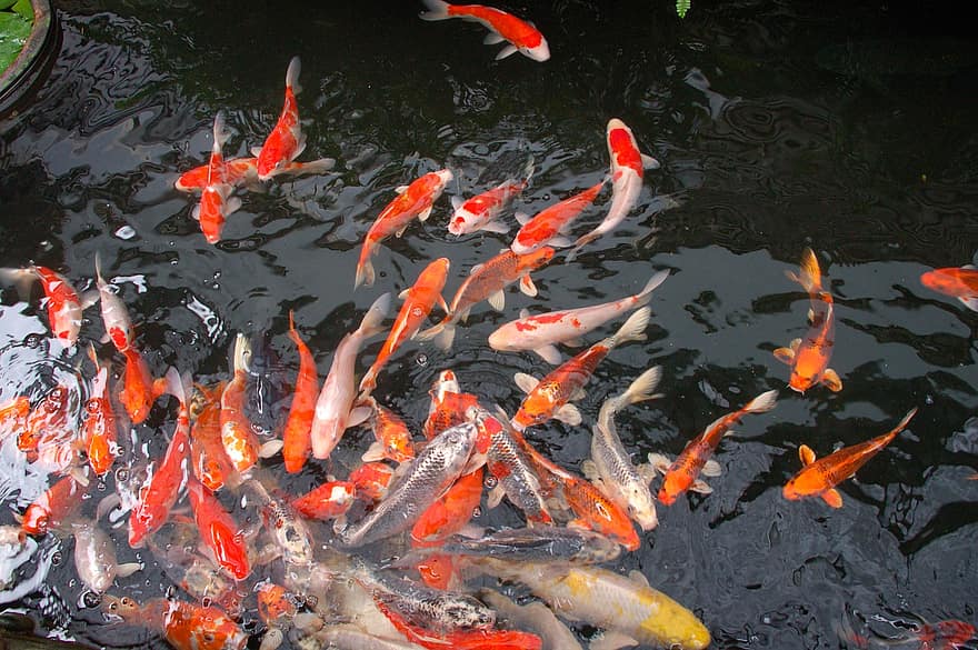 koi, poisson, étang, étang à poissons, poisson koi, école de poisson, carpe, Taïwan