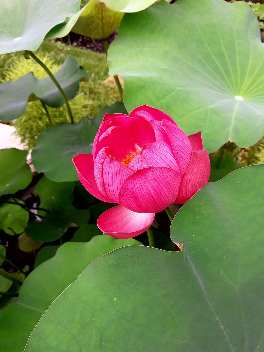 blomst, lotus, Lotus blomst, petals, blad, anlegg, blomsterhodet, petal, sommer, nærbilde, rosa farge