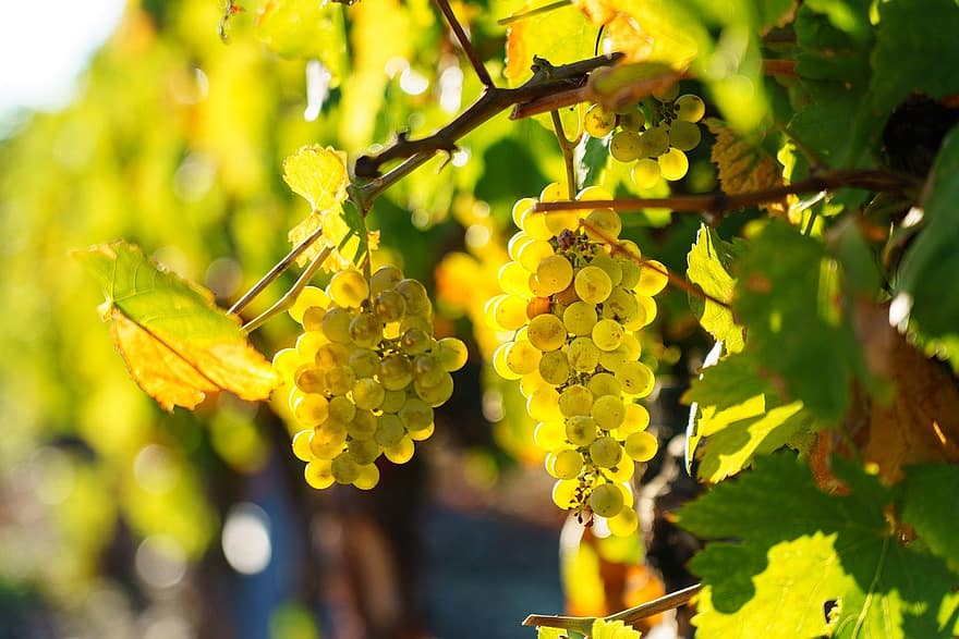 grapes, fruit, cluster, grape, leaf, autumn, agriculture, vineyard, green color, summer, winemaking