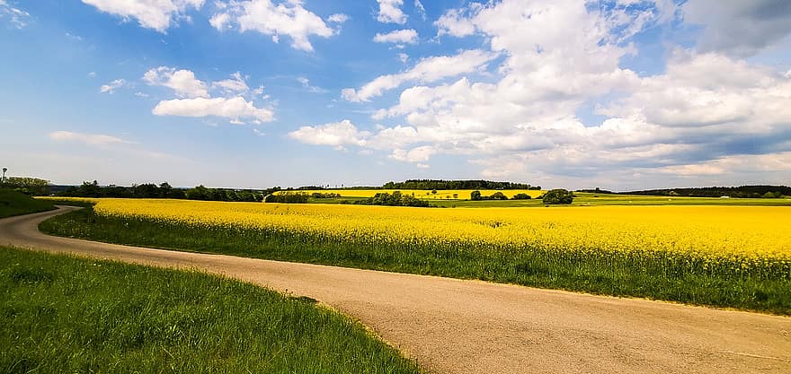 Rapeseed Field, Rape Field, Oilseed Rape, Dirt Road, Rural, Spring, Countryside, Agriculture, Rape Blossoms