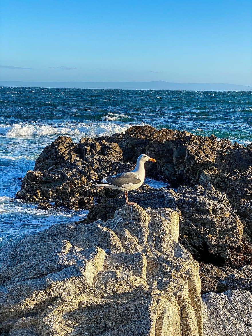 пляж, океан, Monterey, чайка, волны, грохот