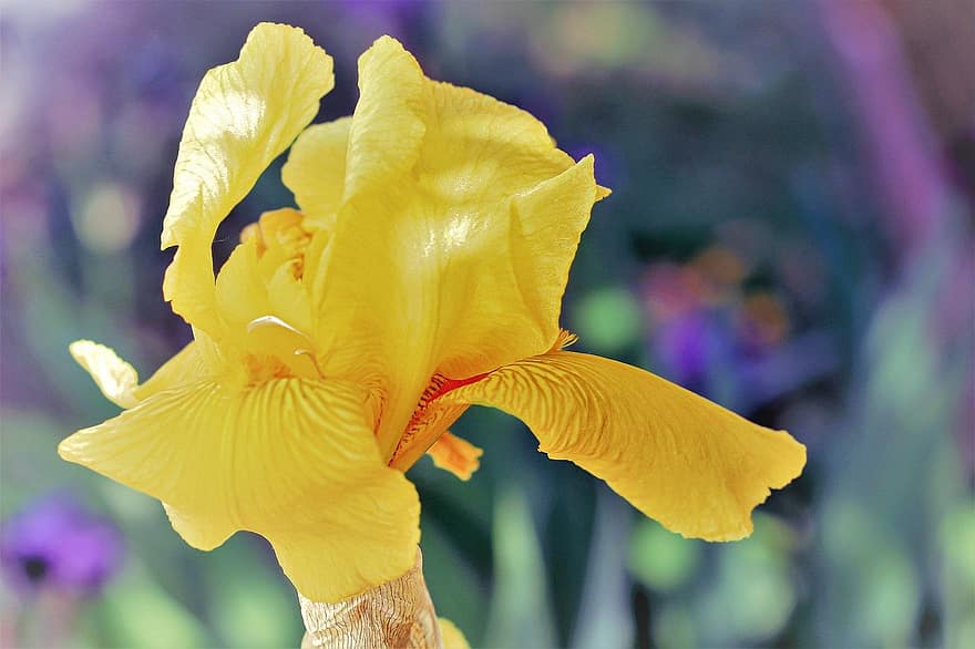 Blume, gelbe Blume, Iris, Schwertlilie, gelbe Iris, blühen, Frühlingsblume, Flora, Pflanze, Garten, Natur