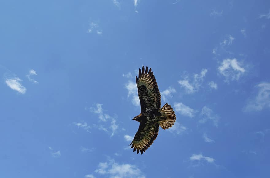 一般的なバザード、鳥、飛行、空、フライト、飛んでいる鳥、猛禽類、ハンター、羽毛、捕食者、翼