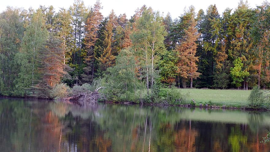 sjö, vatten, träd, skog, natur, reflektioner