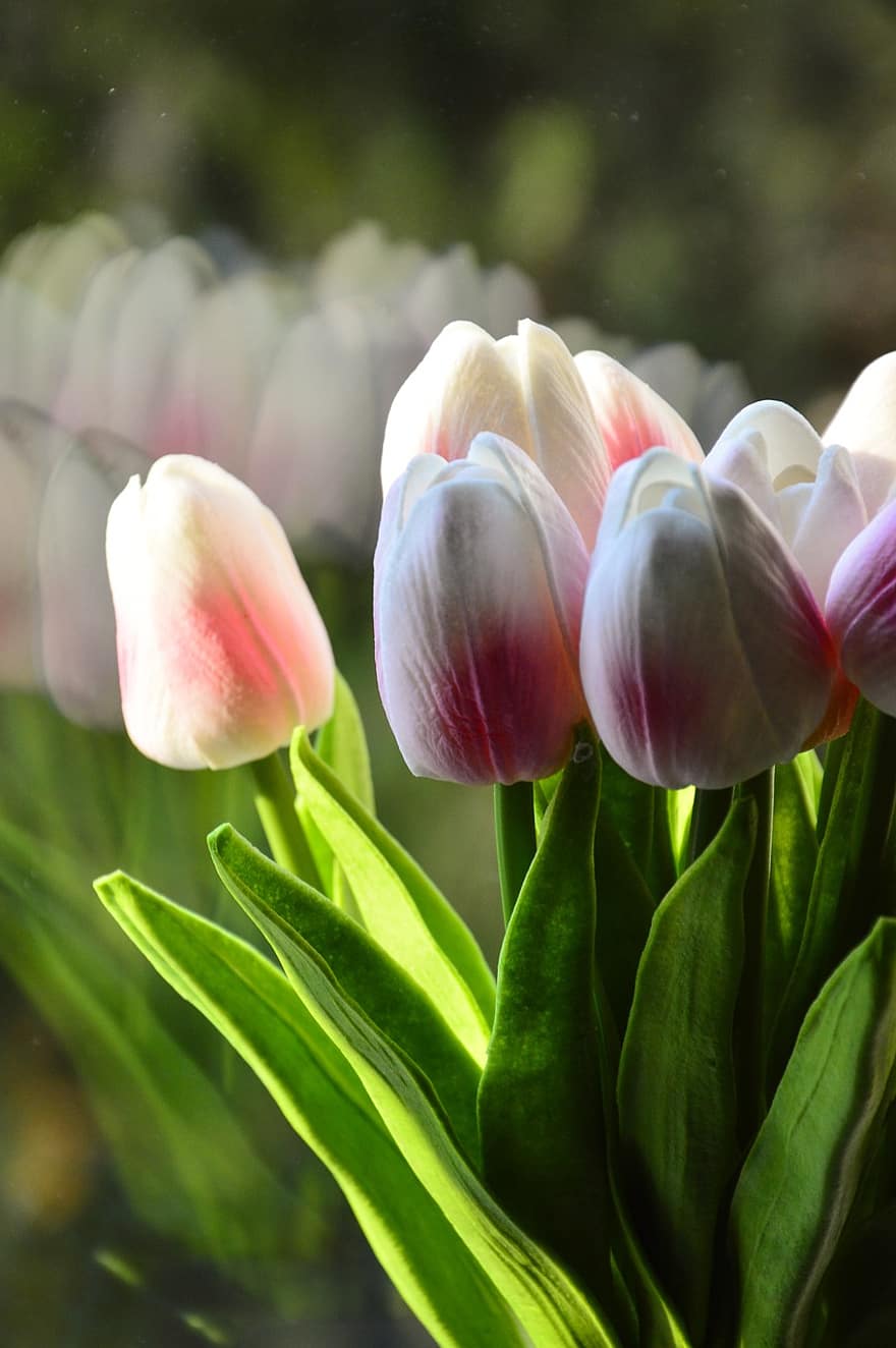tulipaner, blomster, blomst, petals, tulipanblader, hage, blomstre, flora, planter, natur, vårblomster