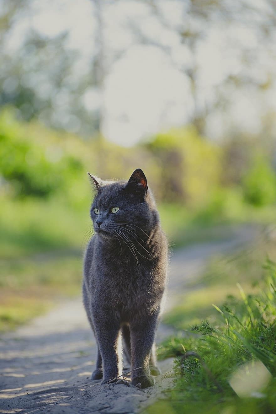 gato, al aire libre, gato gris, felino, animal, Gato domestico, mascotas, linda, hierba, animales domesticos, gatito