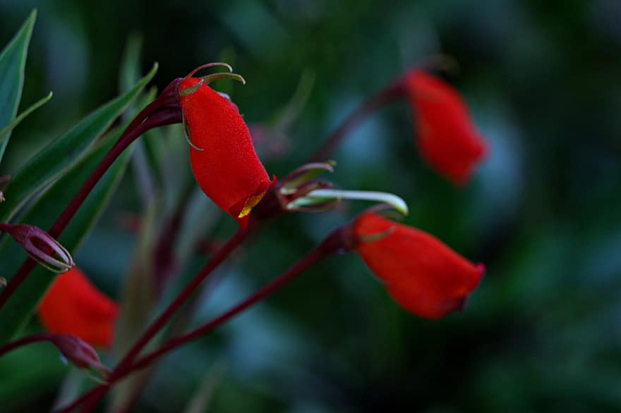 květ, flóra, botanika, makro, Příroda, červená květina, Chilský pokosový květ