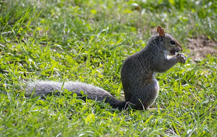 mókus, rágcsáló, észak-amerikai mókus, állat, természet, szőrös, vadvilág, eszik, emlős, teremtmény, dió