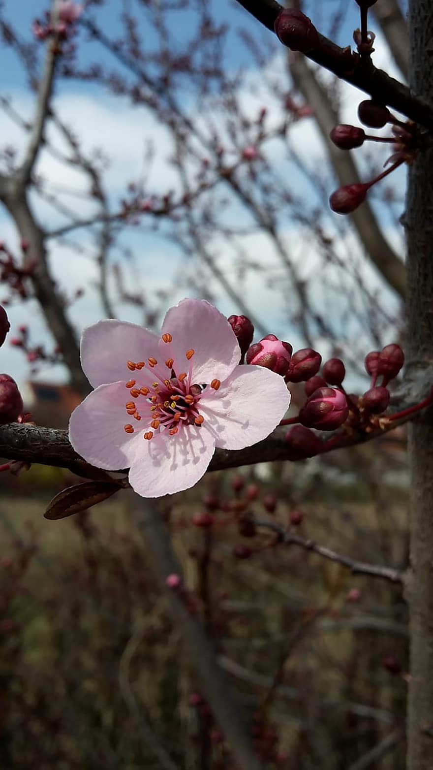 kirschblüte, Japoniška Kirsche