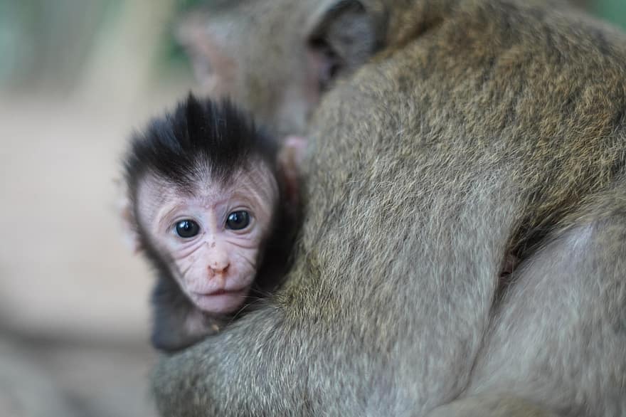 赤ちゃん猿、かわいい猿