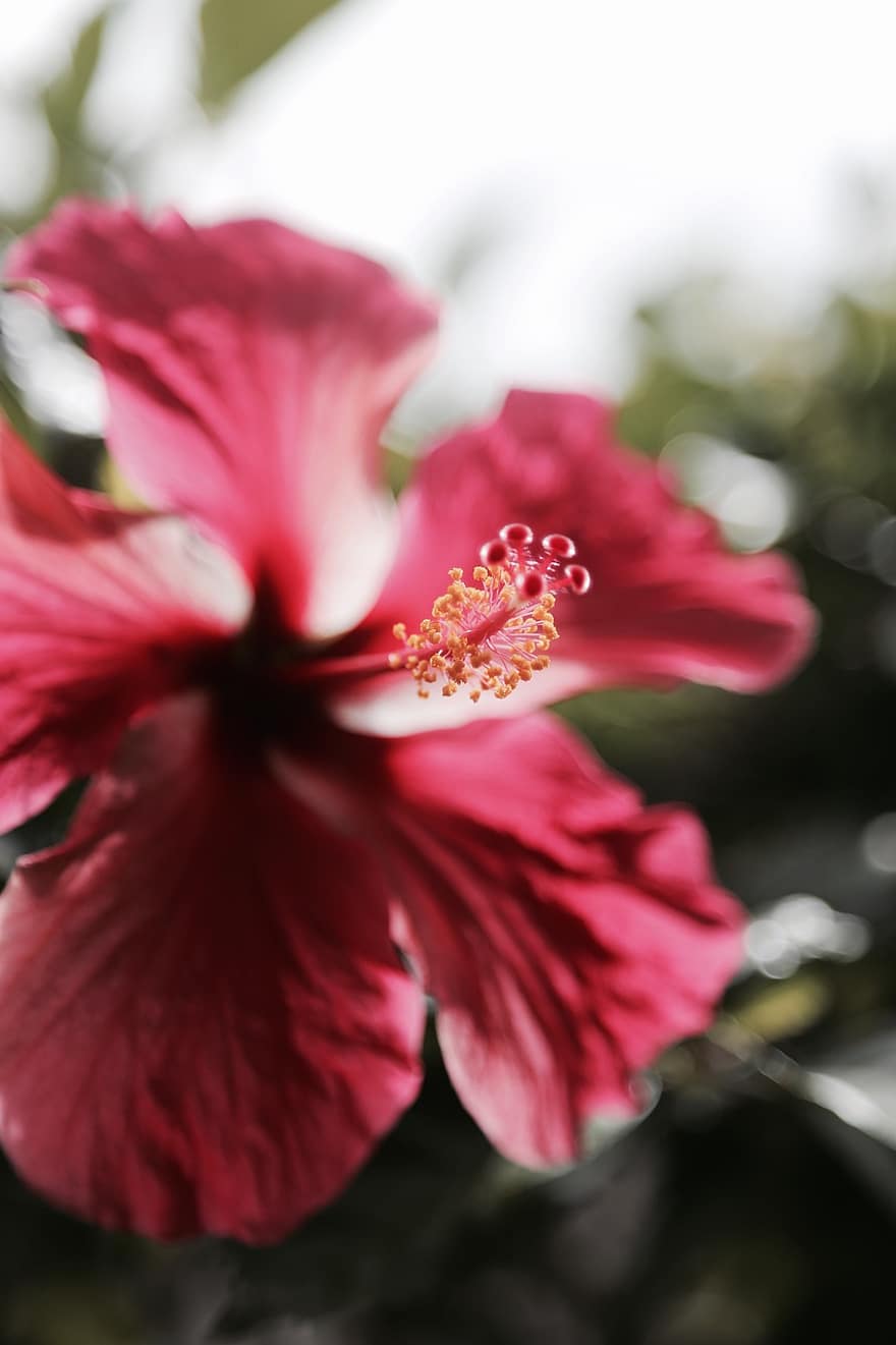 hibisco, Hawai, Isla Grande, flor, rojo, zona tropical, verano