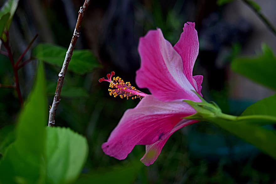 hibiscus, roze hibiscus, roze bloem, bloem, bloesem, bloeien, detailopname, tuin-, fabriek, blad, zomer