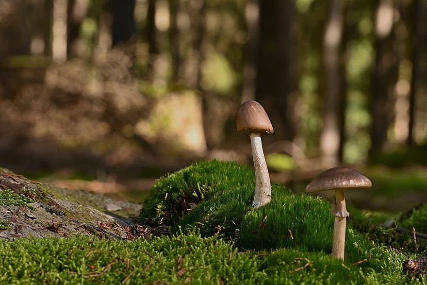 mushrooms, umbrella mushrooms, moss, forest, close-up, fungus, autumn, season, plant, uncultivated, growth