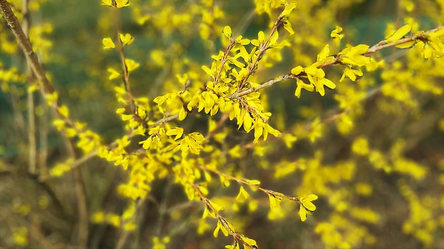 Forsythia coréen, printemps, saisonnier, la nature, jaune, Floraison, fleurs