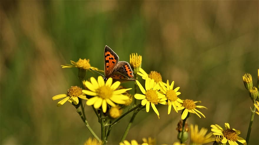 малка медна пеперуда, пеперуда, цветя, насекомо, крила, вонящ Уили, жълти цветя, растение, ливада, природа, лято
