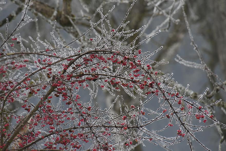 arbust, cristale de gheață, îngheţ, iarnă, ramură, a închide, sezon, copac, plantă, frunze, toamnă