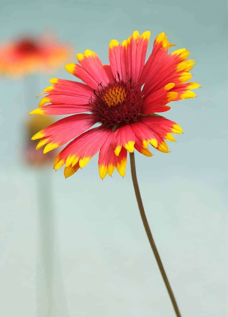 квітка кокарди, Гайяр у фільмі «Була Аріста»., колір, сад