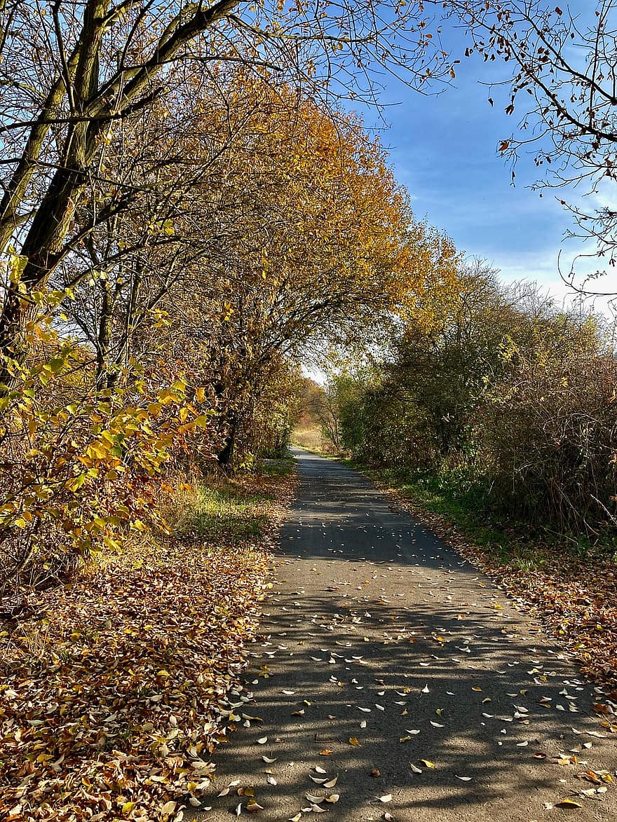 Road, Trees, Fall, Autumn, Leaves, Foliage, Autumn Leaves, Path, Nature, Landscape, yellow