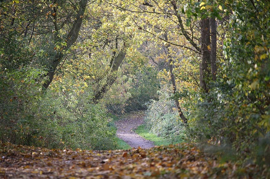arboles, bosque, naturaleza, camino, sendero, caminar, caminata, al aire libre, otoño, árbol, hoja