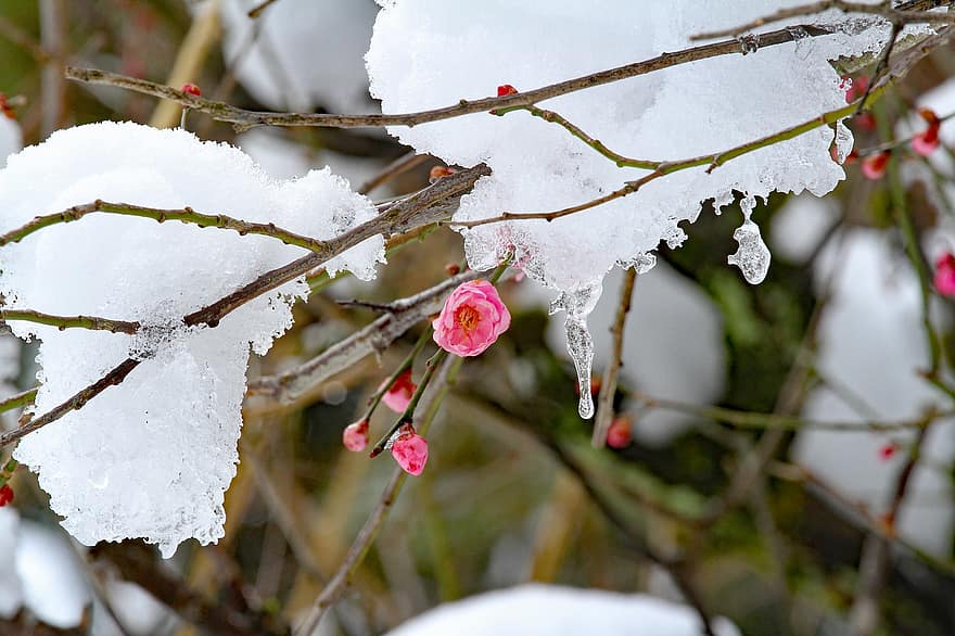 fiori di albicocca, fiori di pruno, la neve, fiori rosa, albicocca, fiori, inverno, primavera, Giappone, giardino