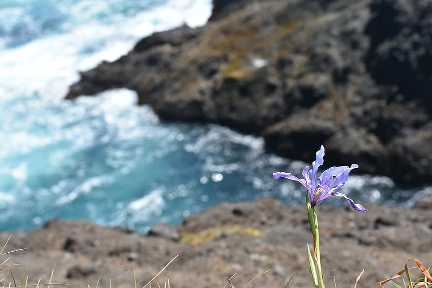 Iris, Blume, Pflanze, Blütenblätter, Wildblume, blühen, Flora, Natur, Küste, Felsen, Cliff