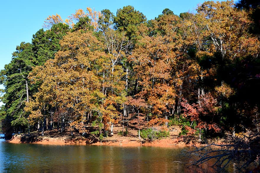 stromy, les, podzimní listí, podzim, voda, Příroda, barvitý, venkovní, strom, list, krajina