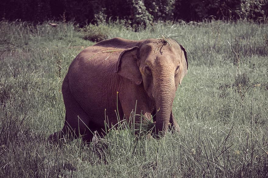 thú vật, con voi, động vật có vú, loài, động vật, safari, Kumana, động vật hoang dã, động vật safari, cỏ, Châu phi