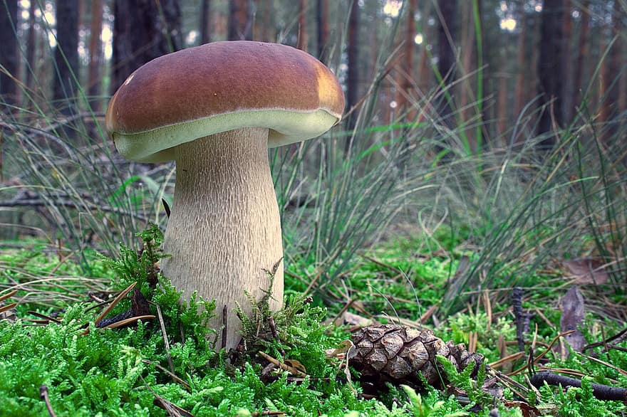 sieni, porcini-sieni, metsä, Kuusipuuro, syötävä, syötävät sienet, luonto