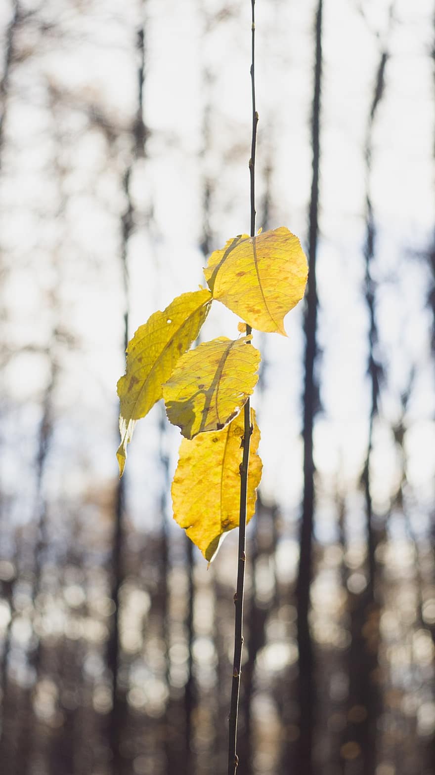 bladeren, natuur, herfst, vallen, seizoen, buitenshuis, blad, geel, boom, Bos, fabriek