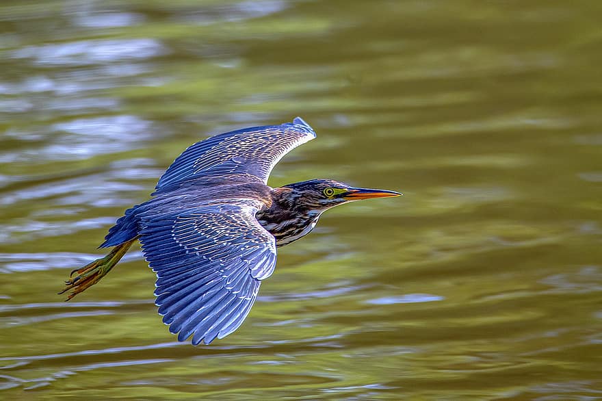 blå heron, flyg, fågel, häger, vingar, spridning, fjädrar, fjäderdräkt, näbb, vatten, vatten fågel
