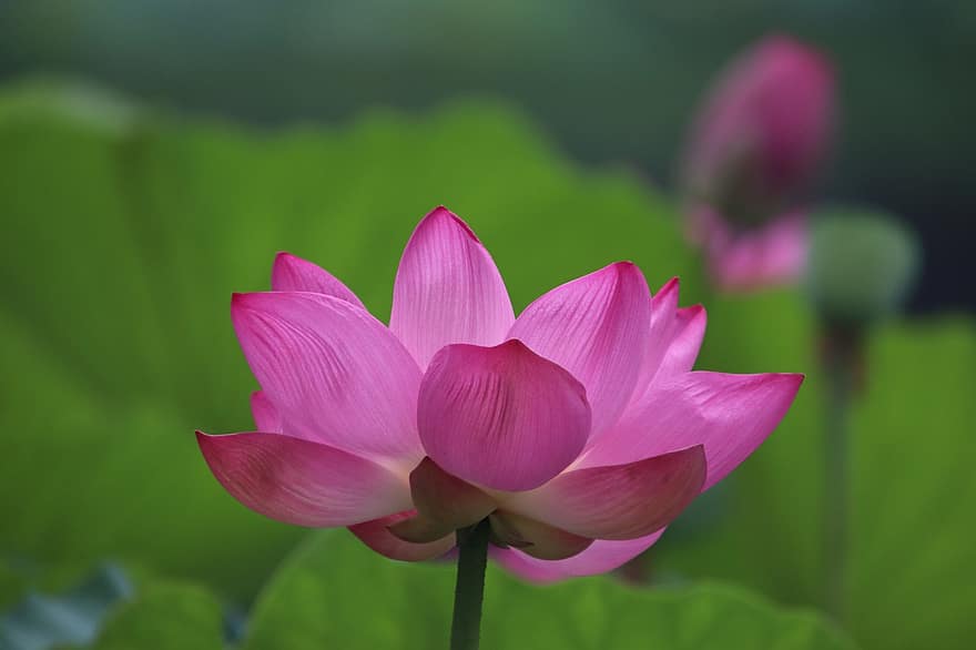 Lotus, Blume, Pflanze, Seerose, Wasserpflanze, Flora, Blühen, blühend, Natur, Nahansicht