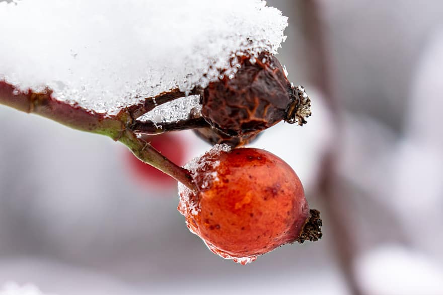 šípek, sníh, ovoce, Červené, led, zimní, rostlina, zamrzlý, Studený, ledový, mrazivý
