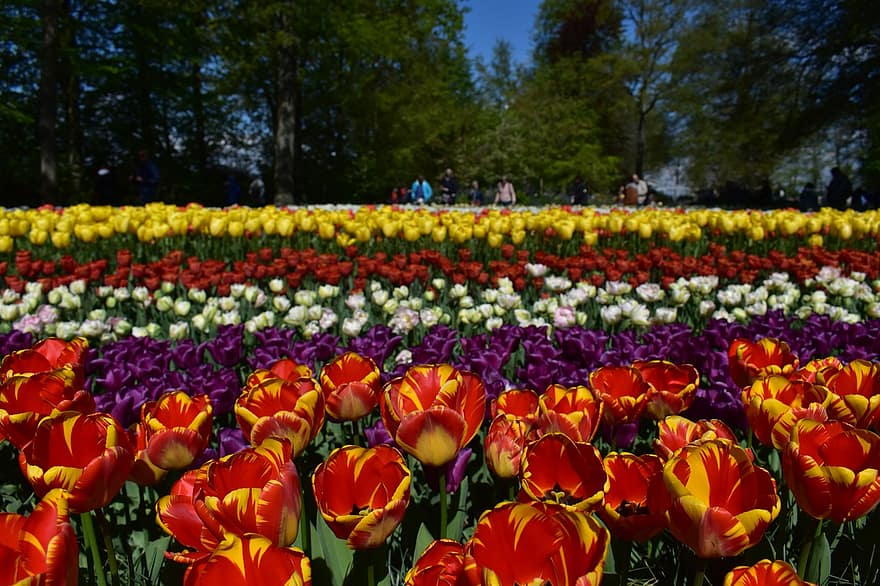 цветы, тюльпаны, цветение, Амстердам, Кёкенхоф, Голландия, Нидерланды, пейзаж, весна, сезонное, цвести