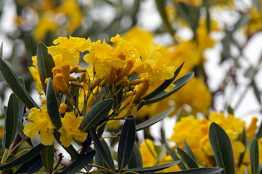 Flower, Tabebuia, Flora, Nature, Bloom, Blossom, yellow, leaf, plant, close-up, summer