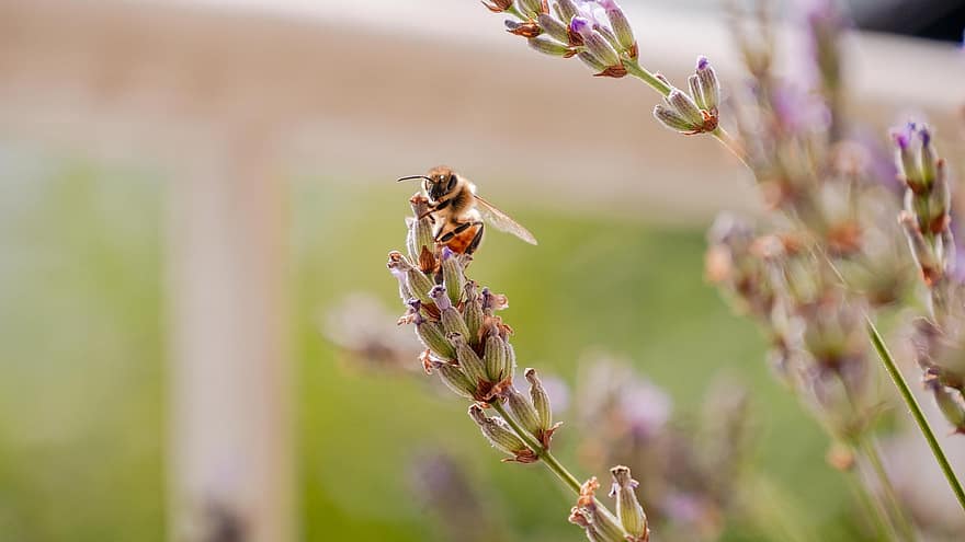 комаха, бджола, ентомологія, запилення, лаванда, квітка, макрос
