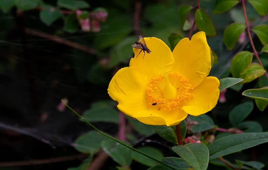 marsh marigold, caltha palustris, kingcup, Bunga Banteng, Padang Rumput Cerah, bunga liar kuning, bunga liar, kuning, rawa-marigold, menanam, mekar