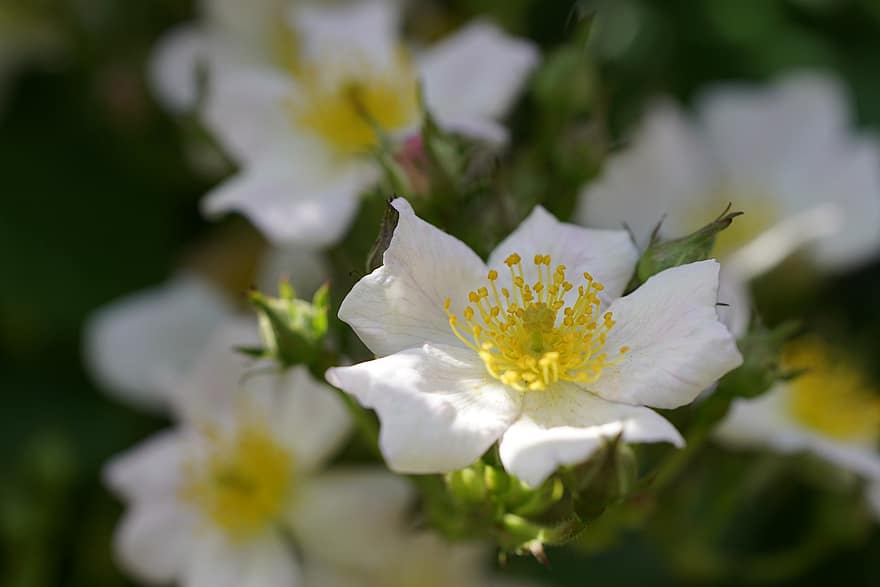 rosa de gossos, flor, planta, rosa blanca de gossos, flor blanca, pètals, florir, rosa salvatge, flors silvestres, arbust, jardí