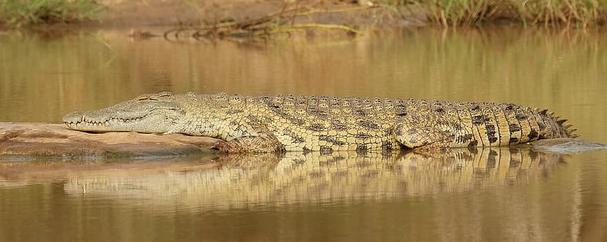 krokodil, Kruger, fogak, Dél-Afrika, vad, veszélyes, ragadozó, visszaverődés, Napozás, állat, vadvilág