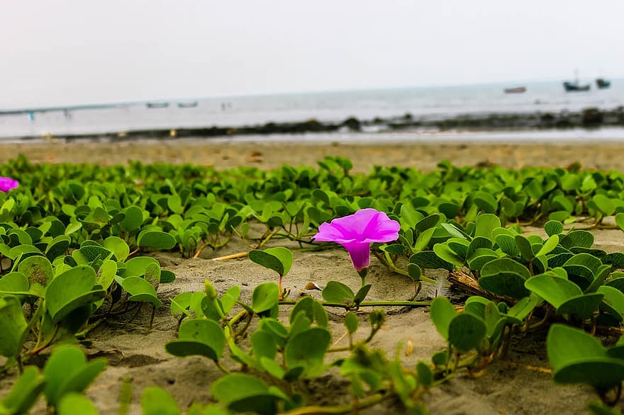 bông hoa, lá, bờ biển, tán lá, Hoa hồng, hoa, hệ thực vật, thực vật học, Thiên nhiên, cát, đường bờ biển