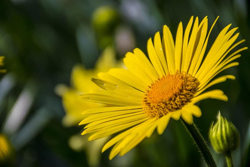 Daisy, Flower, Plant, Yellow Daisy, Petals, Bloom, Blossom, Spring, Nature, Closeup