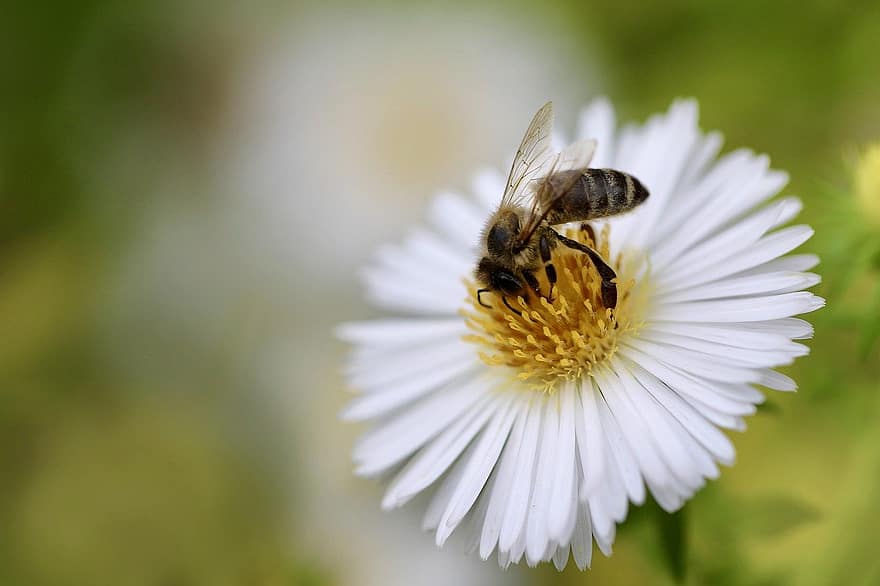 hunajamehiläinen, mehiläinen, hyönteinen