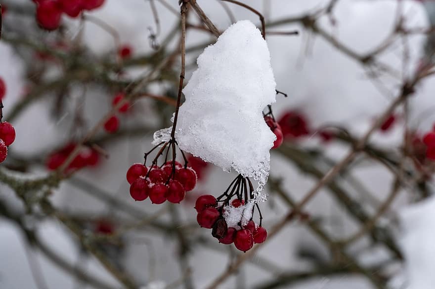 winter, vorst, bessen, fruit, sneeuw, natuur, seizoen, tak, boom, detailopname, blad