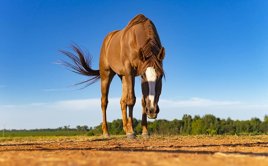 cavallo, Castagna, purosangue, animale, equino, stallone, Marrone, equestre, mammifero, ranch, azienda agricola