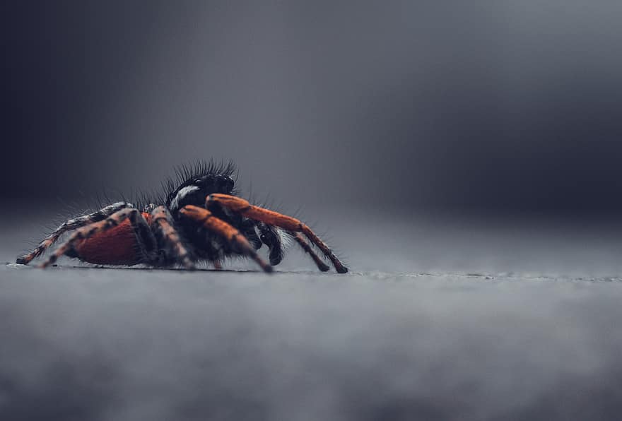 pająk, salticidae, owad, włochaty, pajęczak, arachnofobia, pajęczaki, arachnophobisch, fobia, sieć, fotografia makro
