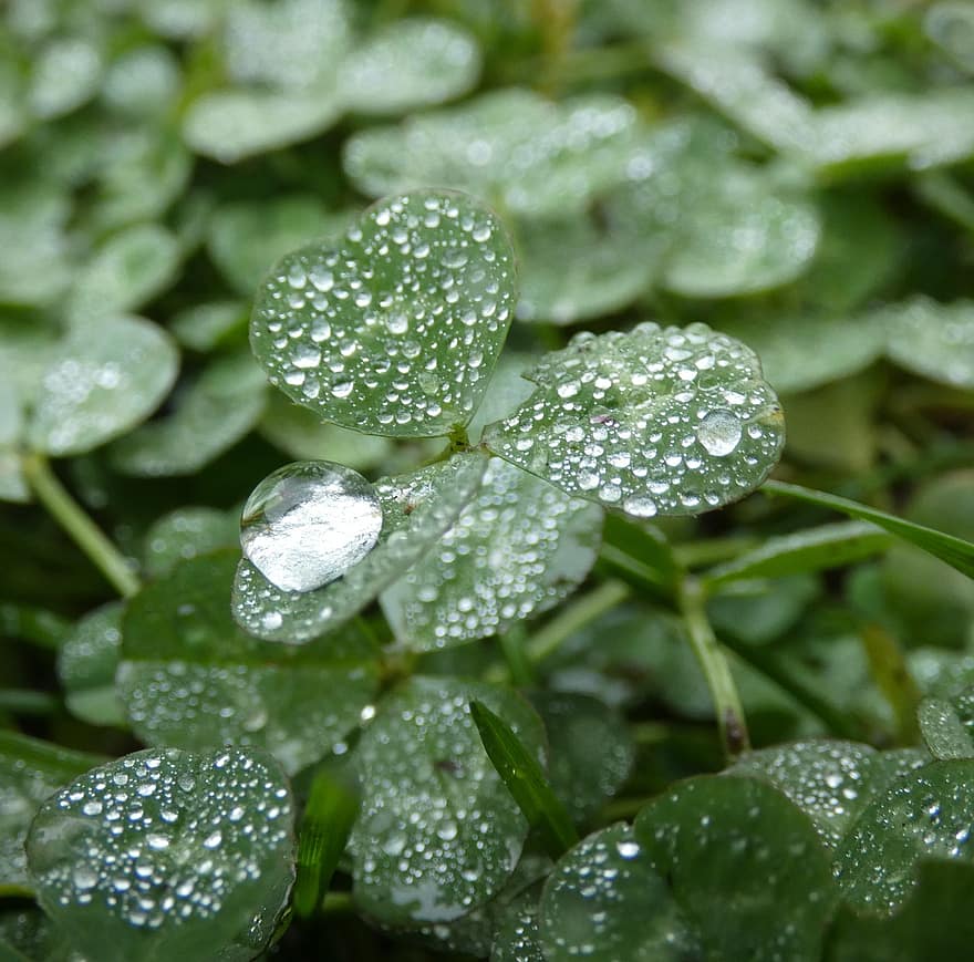 Four Leaf Clover, Drops, Garden, Macro, Water, Nature, Plant, leaf, close-up, green color, freshness