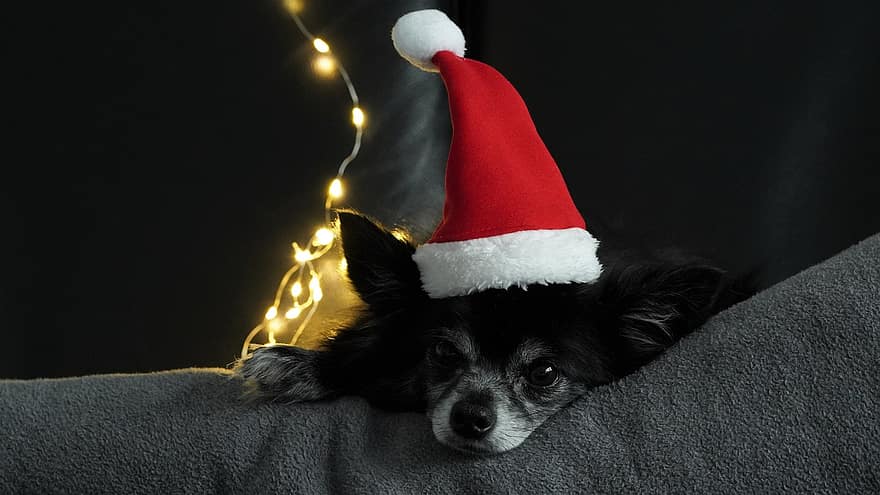 chihuahua, perro, mascota, canino, Navidad, animal, piel, hocico, mamífero, sombrero de Santa, motivo navideño