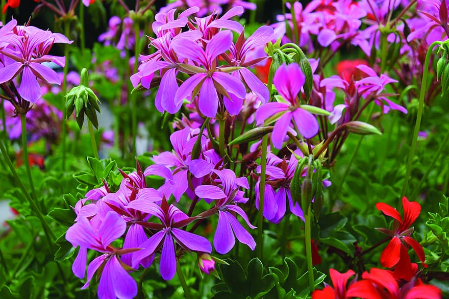 geranium, bunga-bunga, bunga-bunga merah muda, kelopak, kelopak merah muda, flora, berkembang, mekar, tanaman, Geranium Tirol