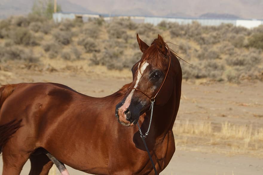 Horse, Animal, Ranch, Stallion, Equine, Mammal, Arab Horse, Arabian Horse