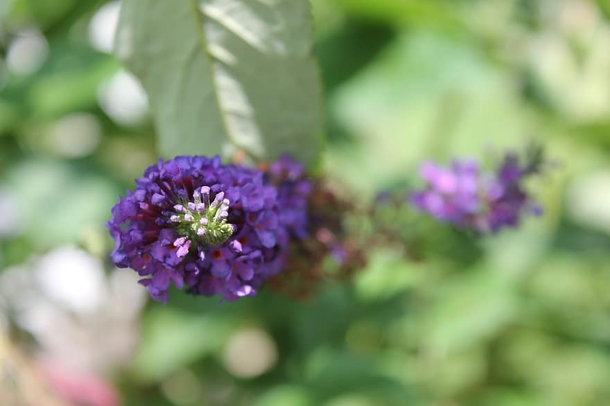 lilas d'été, macro, fleur, Floraison, fermer, violet, flore