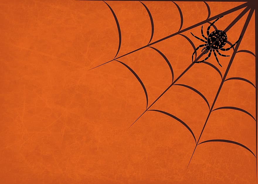 Background, Halloween, Spider, Cobweb